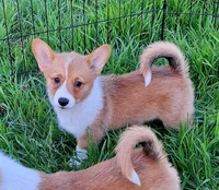 Ophelia- DM Safe - Full Tail, a female Pembroke Welsh Corgi for sale in Arroyo Grande, CA – 1 of 10