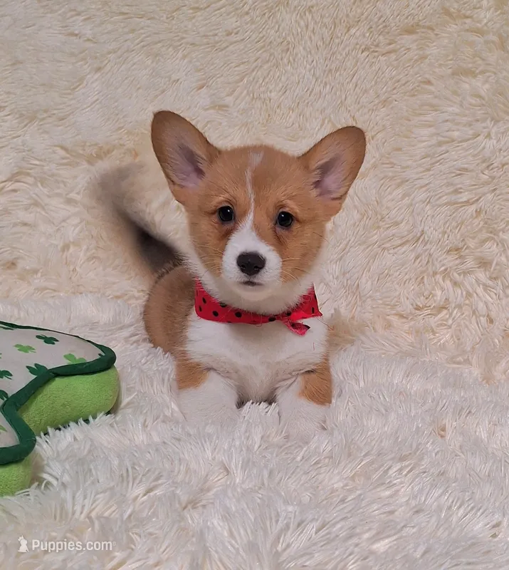 Ophelia- DM Safe - Full Tail – Pembroke Welsh Corgi puppy for sale in Arroyo Grande, CA