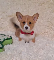 Ophelia- DM Safe - Full Tail, a female Pembroke Welsh Corgi for sale in Arroyo Grande, CA – 1 of 10