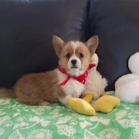 Cricket - pending, a female Pembroke Welsh Corgi for sale in Arroyo Grande, CA – 3 of 8