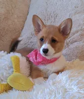 Fancy - Dm Safe Full Tail, a female Pembroke Welsh Corgi for sale in Arroyo Grande, CA – 3 of 10