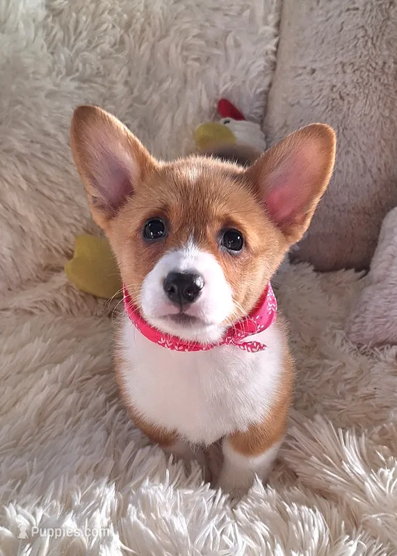 Fancy - Dm Safe Full Tail – Pembroke Welsh Corgi puppy for sale in Arroyo Grande, CA