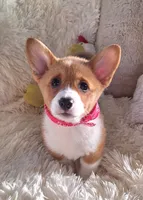 Fancy - Dm Safe Full Tail, a female Pembroke Welsh Corgi for sale in Arroyo Grande, CA – 1 of 10