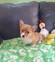 Biscuit- DM, EIC,vWD Safe- Natural Tail, a female Pembroke Welsh Corgi for sale in Arroyo Grande, CA – 3 of 10