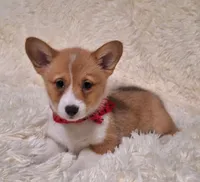 Ophelia- DM Safe - Full Tail, a female Pembroke Welsh Corgi for sale in Arroyo Grande, CA – 3 of 10