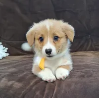 Joey- DM Safe - Full Tail, a male Pembroke Welsh Corgi for sale in Arroyo Grande, CA – 6 of 10
