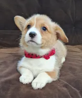 Ophelia- DM Safe - Full Tail, a female Pembroke Welsh Corgi for sale in Arroyo Grande, CA – 8 of 10