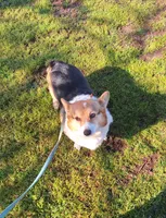 Flower- DM,EIC,vWD safe, a female Pembroke Welsh Corgi for sale in Arroyo Grande, CA – 5 of 5