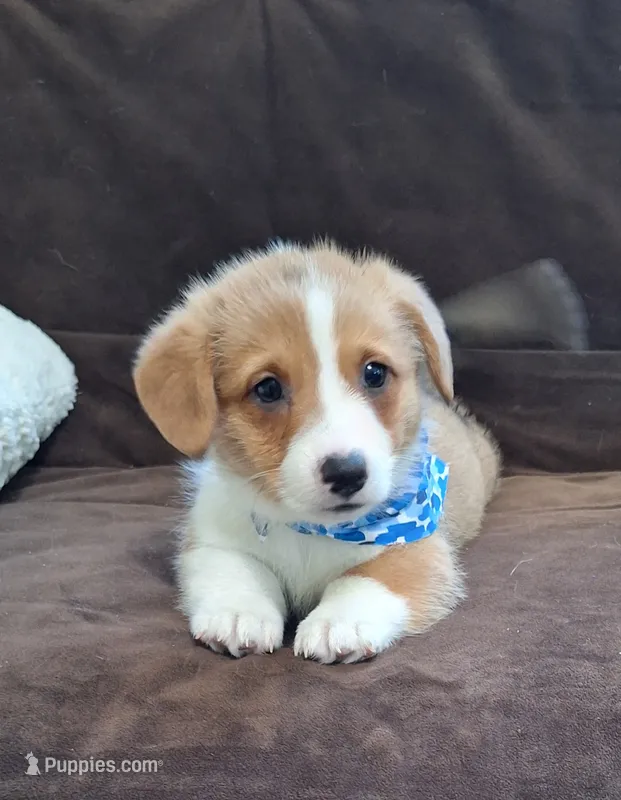 Charlie- Dm Safe Full Tail – Pembroke Welsh Corgi puppy for sale in Arroyo Grande, CA