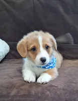 Charlie- Dm Safe Full Tail, a male Pembroke Welsh Corgi for sale in Arroyo Grande, CA – 1 of 10