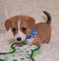 Charlie- Dm Safe Full Tail, a male Pembroke Welsh Corgi for sale in Arroyo Grande, CA – 8 of 10