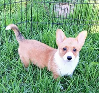 Fancy - Dm Safe Full Tail, a female Pembroke Welsh Corgi for sale in Arroyo Grande, CA – 8 of 10