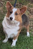 Ophelia- DM Safe - Full Tail, a female Pembroke Welsh Corgi for sale in Arroyo Grande, CA – 9 of 10