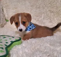 Charlie- Dm Safe Full Tail, a male Pembroke Welsh Corgi for sale in Arroyo Grande, CA – 7 of 10