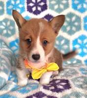 Spencer- on hold, a male Pembroke Welsh Corgi for sale in Arroyo Grande, CA – Photo 5 of 10