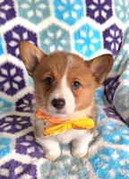 Spencer- on hold, a male Pembroke Welsh Corgi for sale in Arroyo Grande, CA – Photo 3 of 10