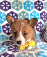 Spencer- on hold, a male Pembroke Welsh Corgi for sale in Arroyo Grande, CA – Photo 4 of 10