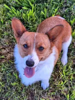 Spencer- on hold, a male Pembroke Welsh Corgi for sale in Arroyo Grande, CA – Photo 9 of 10