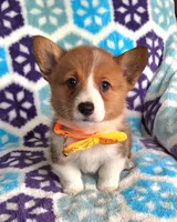 Spencer- on hold, a male Pembroke Welsh Corgi for sale in Arroyo Grande, CA – Photo 1 of 10