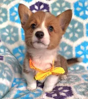Spencer- on hold, a male Pembroke Welsh Corgi for sale in Arroyo Grande, CA – Photo 7 of 10