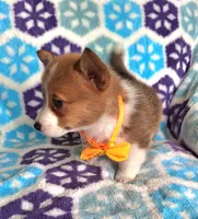 Spencer- on hold, a male Pembroke Welsh Corgi for sale in Arroyo Grande, CA – Photo 6 of 10