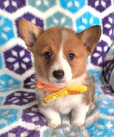 Spencer- on hold, a male Pembroke Welsh Corgi for sale in Arroyo Grande, CA – Photo 8 of 10