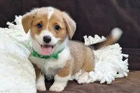 Oliver - DM Safe - Full Tail, a male Pembroke Welsh Corgi for sale in Arroyo Grande, CA – 1 of 10