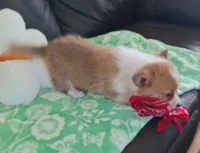 Cricket - pending, a female Pembroke Welsh Corgi for sale in Arroyo Grande, CA – 7 of 8