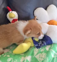 Biscuit- DM, EIC,vWD Safe- Natural Tail, a female Pembroke Welsh Corgi for sale in Arroyo Grande, CA – 9 of 10
