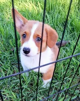 Charlie- Dm Safe-Pending, a male Pembroke Welsh Corgi for sale in Arroyo Grande, CA – 4 of 10