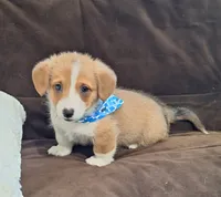 Charlie- Dm Safe Full Tail, a male Pembroke Welsh Corgi for sale in Arroyo Grande, CA – 3 of 10
