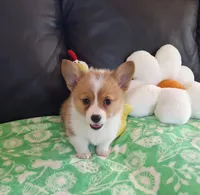 Cricket - pending, a female Pembroke Welsh Corgi for sale in Arroyo Grande, CA – 5 of 8