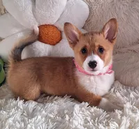 Fancy - Dm Safe Full Tail, a female Pembroke Welsh Corgi for sale in Arroyo Grande, CA – 2 of 10