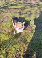 Flower- DM,EIC,vWD safe, a female Pembroke Welsh Corgi for sale in Arroyo Grande, CA – 2 of 5