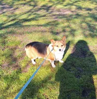 Flower- DM,EIC,vWD safe, a female Pembroke Welsh Corgi for sale in Arroyo Grande, CA – 3 of 5