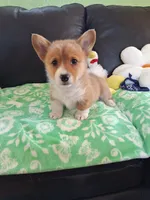 Biscuit- DM, EIC,vWD Safe- Natural Tail, a female Pembroke Welsh Corgi for sale in Arroyo Grande, CA – 4 of 10