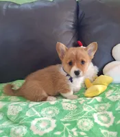 Biscuit- DM, EIC,vWD Safe- Natural Tail, a female Pembroke Welsh Corgi for sale in Arroyo Grande, CA – 6 of 10