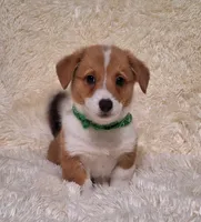 Oliver - DM Safe - Full Tail, a male Pembroke Welsh Corgi for sale in Arroyo Grande, CA – 3 of 10