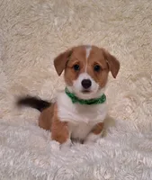 Oliver - DM Safe - Full Tail, a male Pembroke Welsh Corgi for sale in Arroyo Grande, CA – 7 of 10