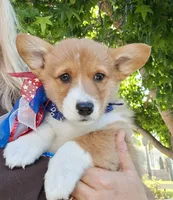 Biscuit- DM, EIC,vWD Safe- Natural Tail, a female Pembroke Welsh Corgi for sale in Arroyo Grande, CA – 5 of 10