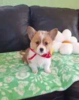 Cricket - pending, a female Pembroke Welsh Corgi for sale in Arroyo Grande, CA – 4 of 8