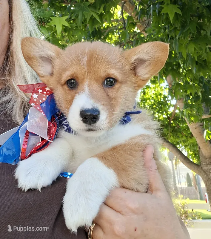 Biscuit- DM, EIC,vWD Safe- Natural Tail – Pembroke Welsh Corgi puppy for sale in Arroyo Grande, CA