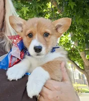 Biscuit- DM, EIC,vWD Safe- Natural Tail, a female Pembroke Welsh Corgi for sale in Arroyo Grande, CA – 4 of 10