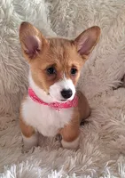 Fancy - Dm Safe Full Tail, a female Pembroke Welsh Corgi for sale in Arroyo Grande, CA – 5 of 10