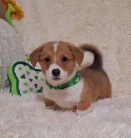 Oliver - DM Safe - Full Tail, a male Pembroke Welsh Corgi for sale in Arroyo Grande, CA – 6 of 10