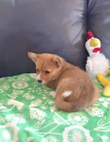 Biscuit- DM, EIC,vWD Safe- Natural Tail, a female Pembroke Welsh Corgi for sale in Arroyo Grande, CA – 5 of 10