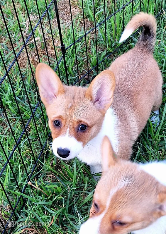 Fancy - Dm Safe Full Tail – Pembroke Welsh Corgi puppy for sale in Arroyo Grande, CA