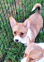 Fancy - Dm Safe Full Tail, a female Pembroke Welsh Corgi for sale in Arroyo Grande, CA – 1 of 10