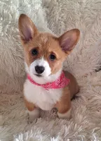 Fancy - Dm Safe Full Tail, a female Pembroke Welsh Corgi for sale in Arroyo Grande, CA – 4 of 10