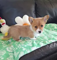 Biscuit- DM, EIC,vWD Safe- Natural Tail, a female Pembroke Welsh Corgi for sale in Arroyo Grande, CA – 10 of 10